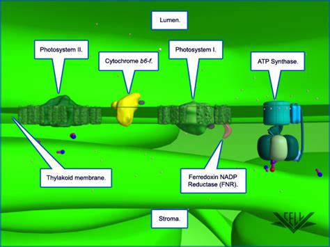 Thylakoid Membrane Photosynthesis