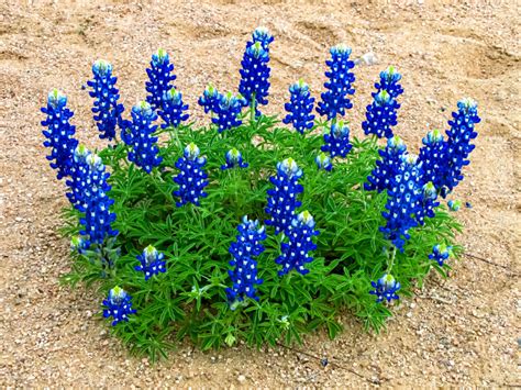 Facts About The Bluebonnet Texas State Flower Best Flower Site