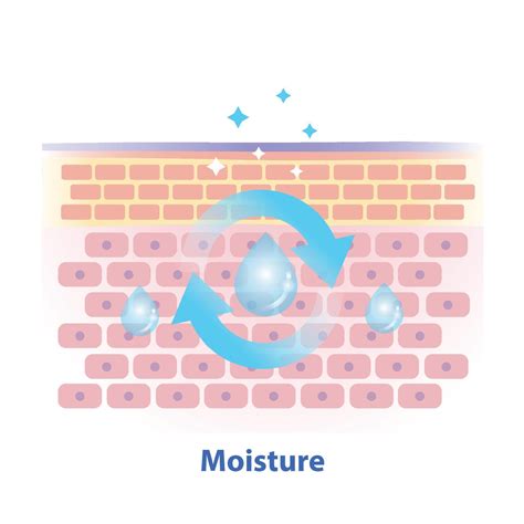 The mechanism of skin moisture illustration on white background. Cross
