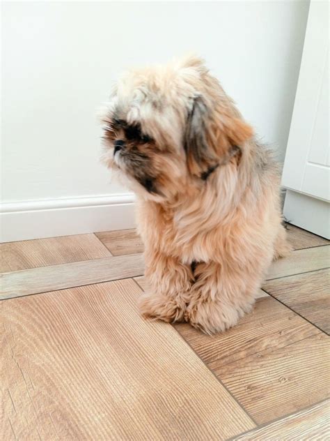 Shih Tzu Suczka Szczeniak Szuka Domu Pabianice OLX Pl