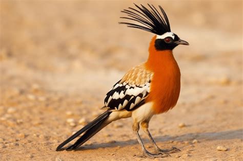 Premium Ai Image National Bird Of Kuwait