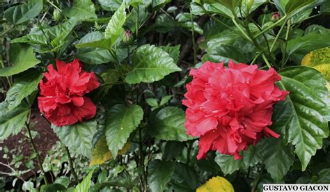 Hibisco Dobrado Vermelho - Padrao De Hibisco Vermelho