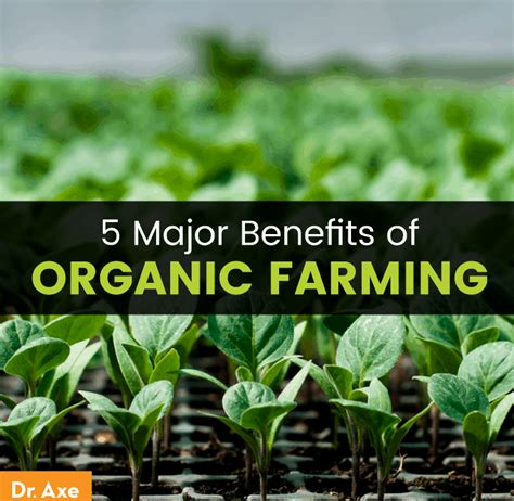 Organic Farming 5 Major Benefits And How To Feed The World Dr Axe