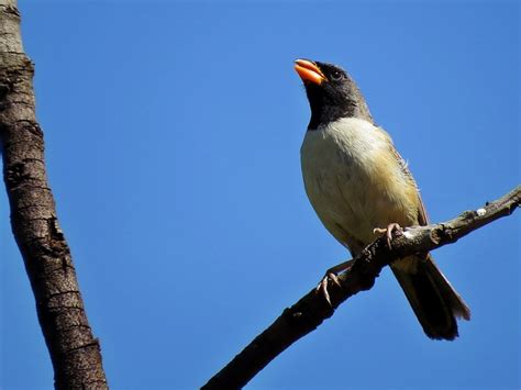 Foto Batuqueiro Saltatricula Atricollis Por Adalberto Landgraf Wiki