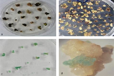 Physical effects of geneticin on (A) non-transformed and transformed... | Download Scientific ...