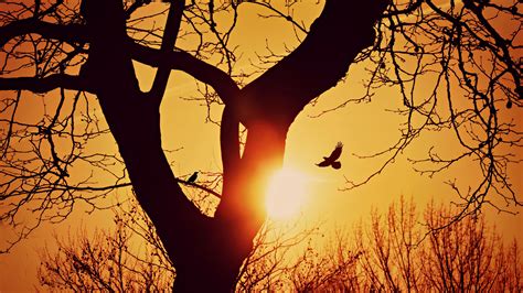 bird, silhouette, sunset, flight, branches, tree, 4k HD Wallpaper