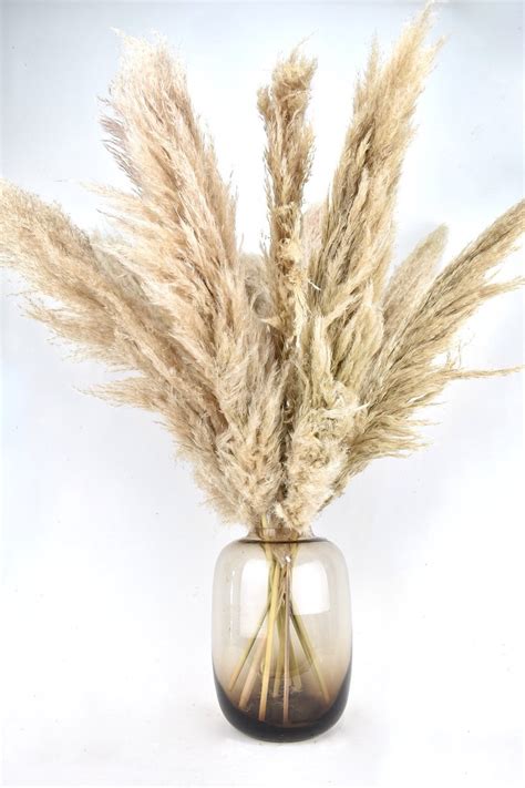 Pampas Pluimen Droogbloemen 100 Cm 10 Stuks Cortaderia