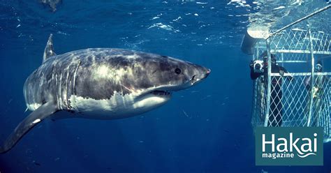 The Shark Was Thiiiis Big (Plus or Minus a Meter) | Hakai Magazine