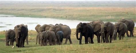 Voyage Au Botswana Et Chutes Victoria Version Confort Samsara