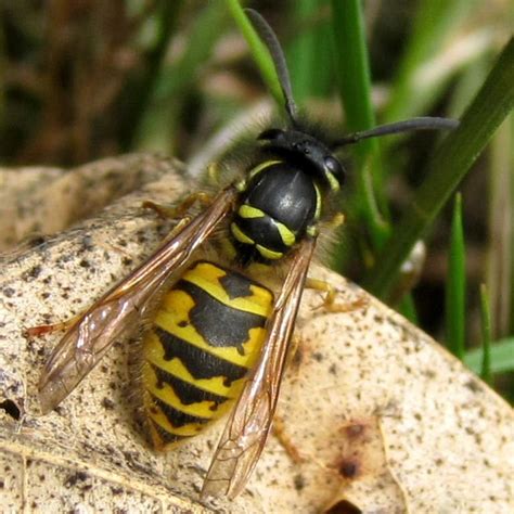 Common Wasp