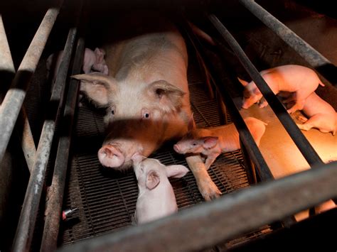 WA pork industry waits for answers on mass pig deaths