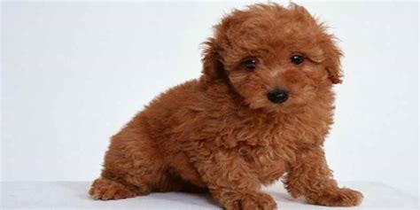 Top 10 Dog Breeds for Kids and Families - Best Dogs for Children