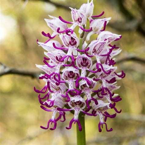 Monkey Face Orchid Seeds 10 Pack Rare Exotic Plant Seeds, Perfect for ...