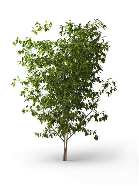 Are Ficus Trees Safe For Dogs