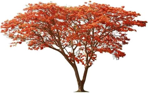 25 Semillas Delonix Regia Royal Poinciana Flamboyant Flame Tree Jocdw