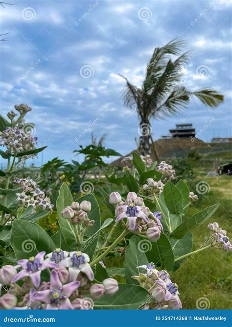 beautiful flowers  kuta bali mandalika lombok stock photo image