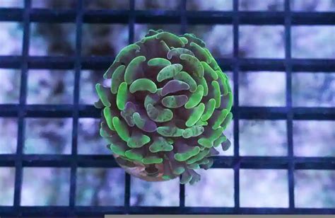 Hammer Coral Branching Green Purple Splatter Lps Coral