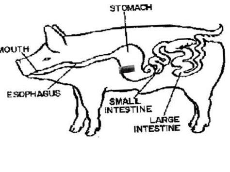 Monogastric Digestive System Diagram