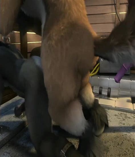 Wolf Donkey Stable Fuck D Thisvid