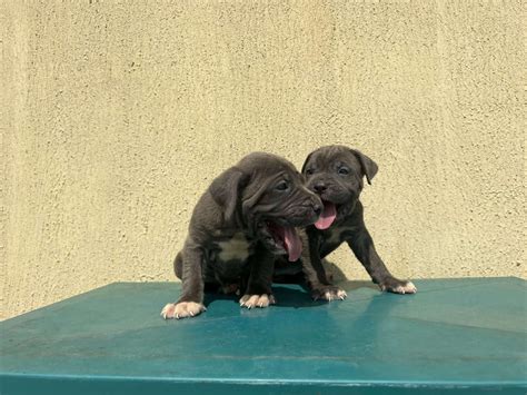 Both Sex Solid Cane Corso Pups Pets Nigeria