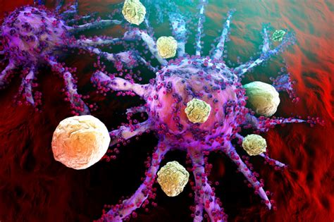 Can The Bodys Own Immune System Fight Cancer Cells