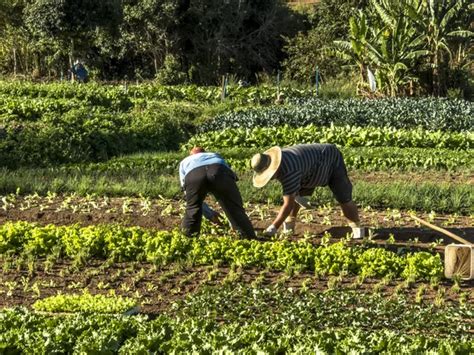 Fotos Sobre Agricultura
