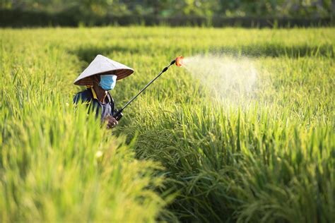 los viejos agricultores rocían fertilizantes o pesticidas químicos en