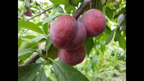 Алыча Десертная Ранняя (30.06.2018) - YouTube