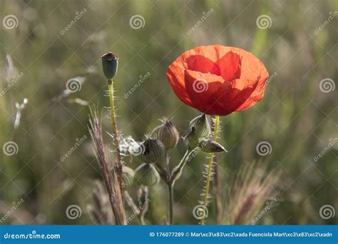 Vestimenta De Um Papoila Florescente No Campo Imagem De Stock Imagem