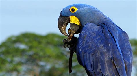A Arara Azul Está Em Extinção - Por Que A Arara Azul Está Ameaçada De Extinção? – TVMIVA