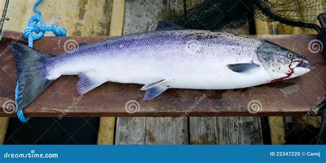 Wild Atlantic Salmon Stock Photo - Image: 22347220