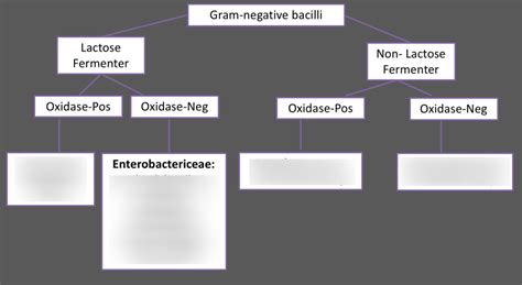 Gram Negative Bacilli Diagram Quizlet