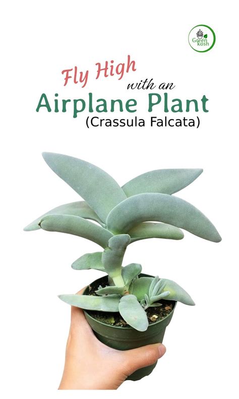 Fly High with an Airplane Plant (Crassula Falcata): A Beginner's Guide to Propagation and Care ...