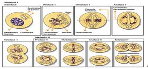teknik inovatif biologi bab  pembahagian sel meiosis