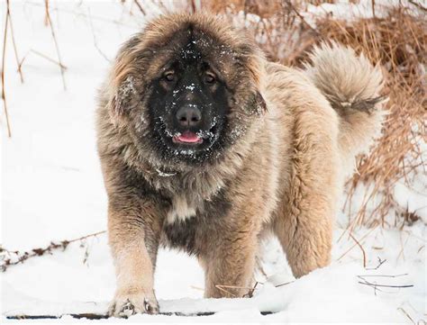 Собака Кавказец Фото Цена — Mixyfotos.ru