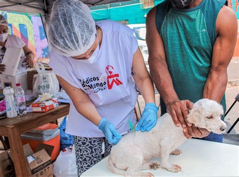 Projeto arrecada roupas cobertas e vermífugos para cachorros e gatos