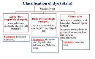 Gram staining | PPT