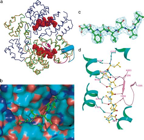 Structure Of Peptide Sex Pheromone Receptor PrgX And PrgX Pheromone