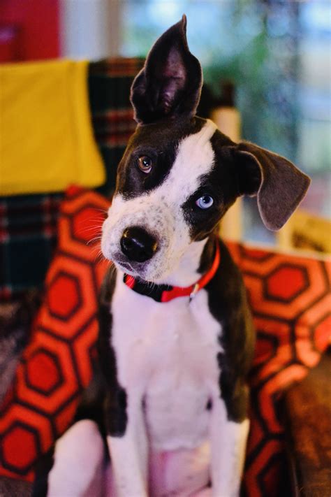 Just adopted this puppy. : pics