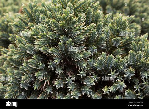 Juniperus Squamata Blue Star Flaky Juniper Shrub With Phomopsis