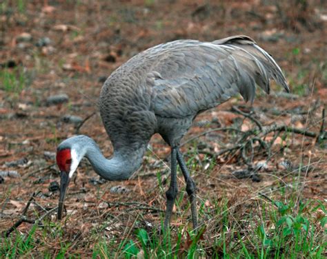 Журавли: описание, где обитают, чем питаются, сколько живут