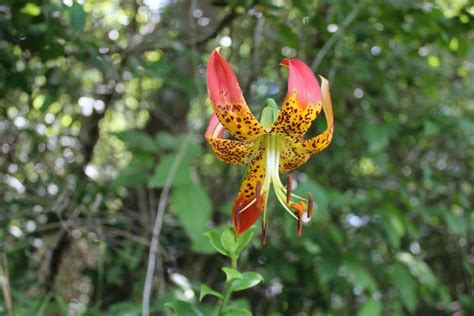 Carolina Lily Lilium Michauxii Harvested 2018seeds 25 Southeast Texas