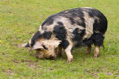 Pig Free Stock Photo Public Domain Pictures