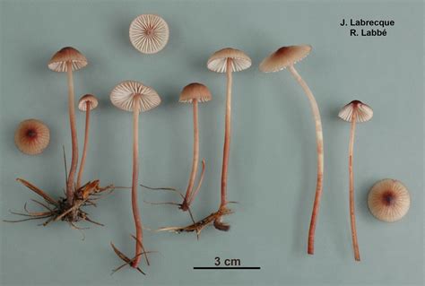 Mycena sanguinolenta Mycène sanguinolent Labbé Roland Flickr