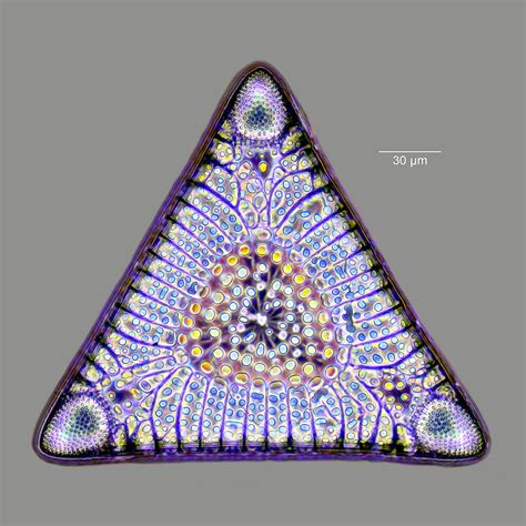 Diatom Appreciation Society on Twitter | Micro photography, Diatom ...