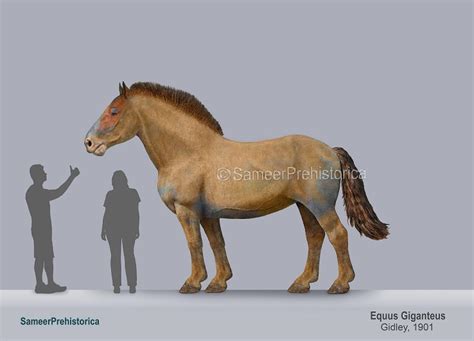 Equus Giganteus Size by SameerPrehistorica on DeviantArt