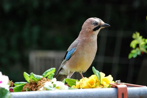 Jay Bird Garden Garrulus - Free photo on Pixabay - Pixabay