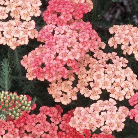 Apricot Delight Yarrow Fine Gardening