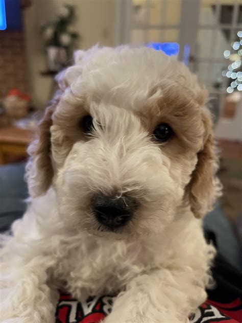 Picked Up Our 7 Week Old Bailey Yesterday Rlabradoodles