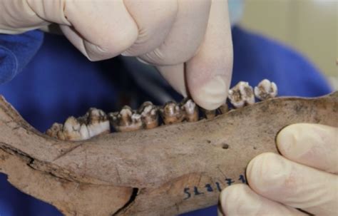 European Hunter-Gatherers Had Domesticated Pigs As Early As 4600 BC ...